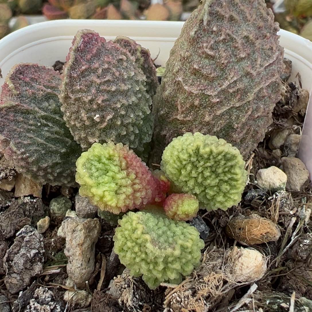 大叶型实生新品大苗爆炸纹