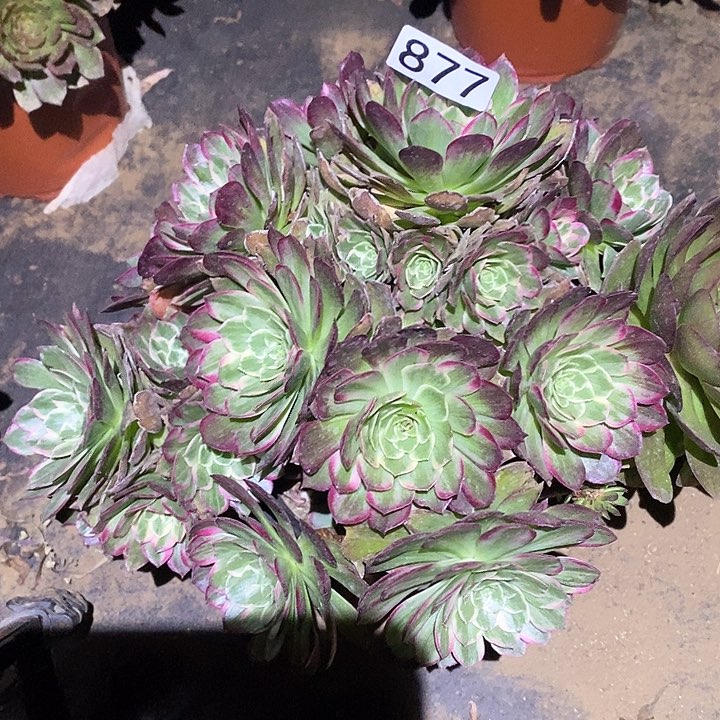 多肉植物法师877莲花