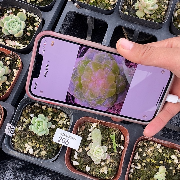 标206甜心上盆460一个小苗