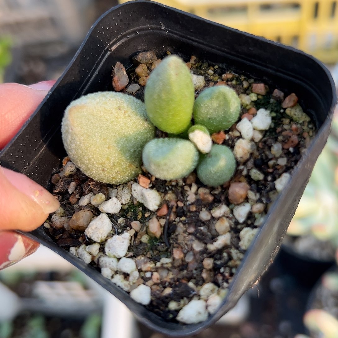 多肉植物水泡银之卵