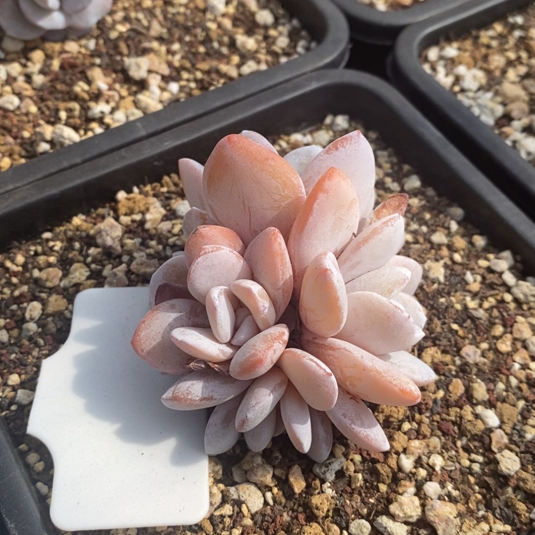 5头雪莲，1234567894