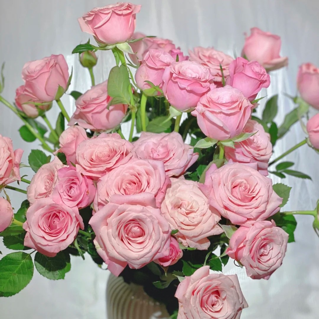 姆齐亚小姐切花月季阳台庭院盆栽