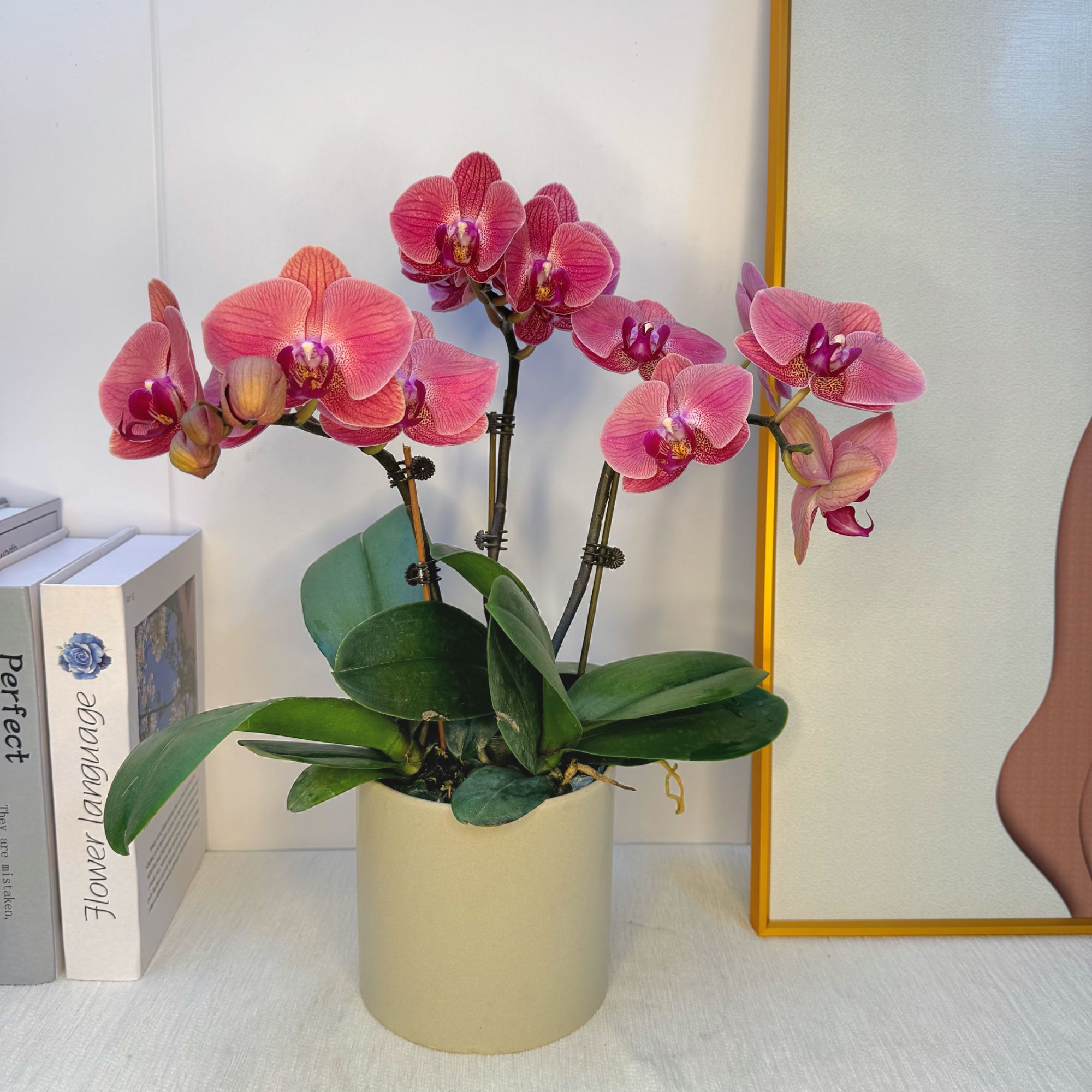 【聚宝才子】3.0寸杯蝴蝶兰带花带花苞 室内乔迁送礼【澧兰汀专属】