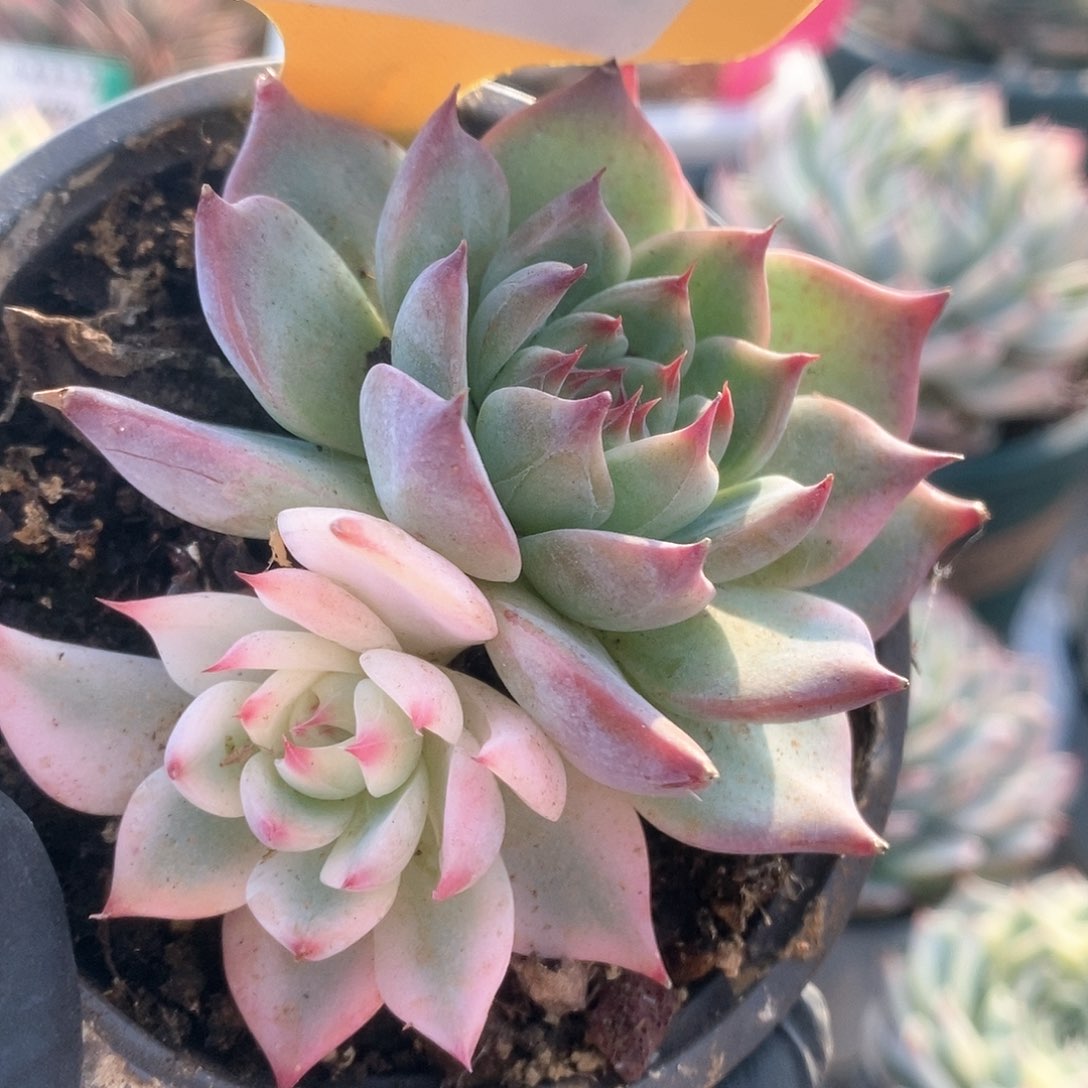 271锦锦锦锦锦锦