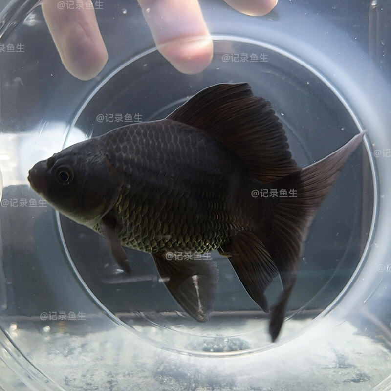 纯种墨碟8-9cm天花板级普短墨碟精品蝴蝶鲤冷水观赏鱼好养耐活