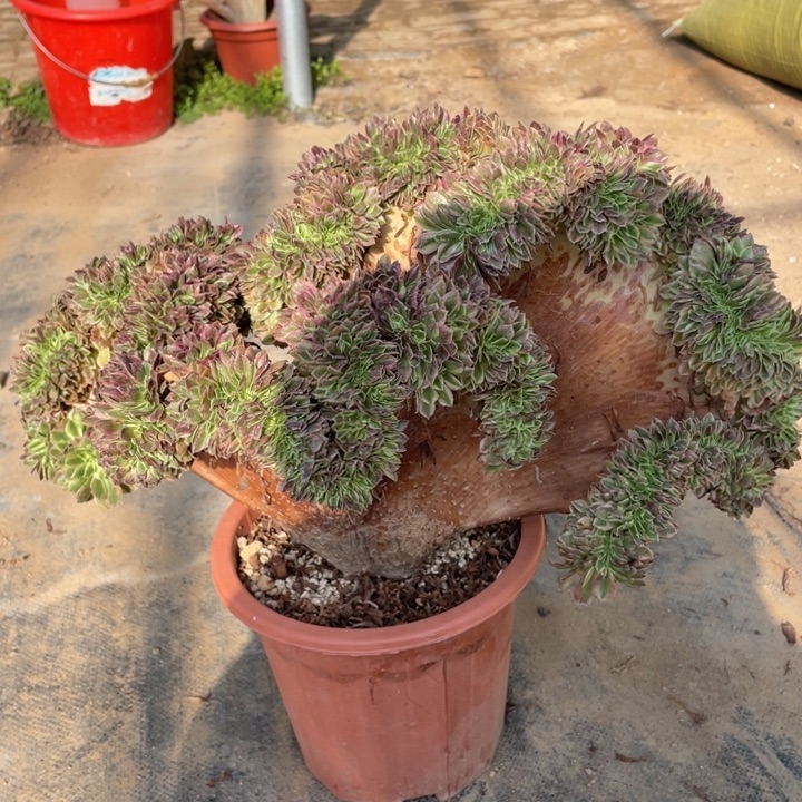 法师老桩缀化万白