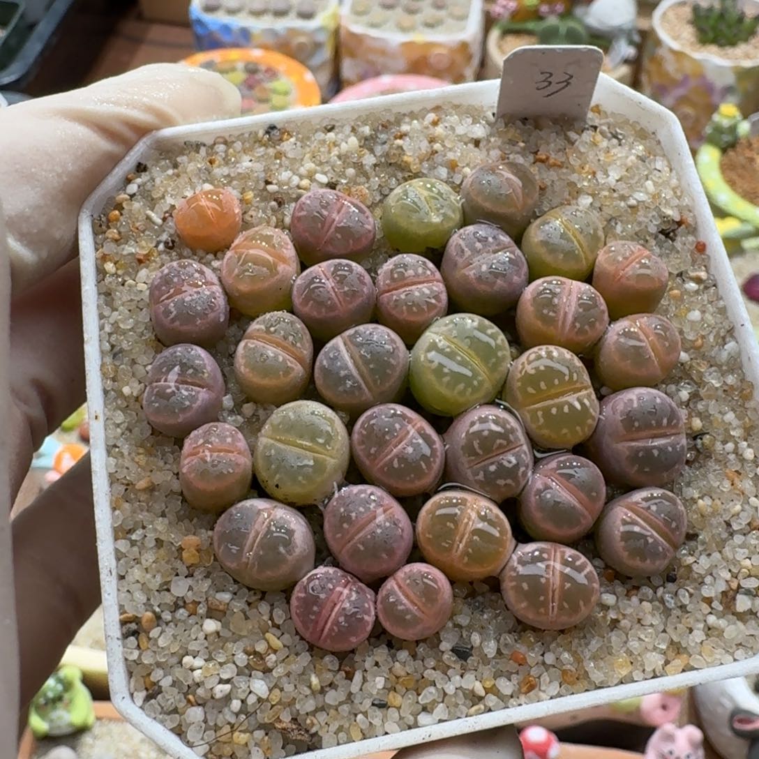 0104-05彩色橄榄套装