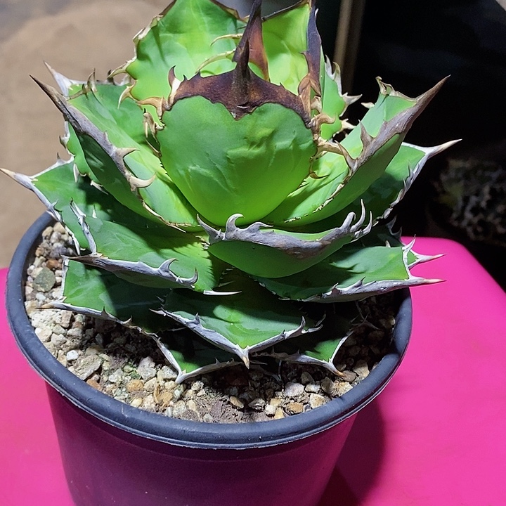 多肉植物龙蛇兰植物