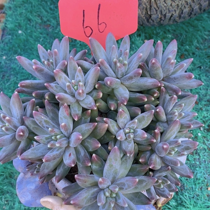 这个我都想了啊好