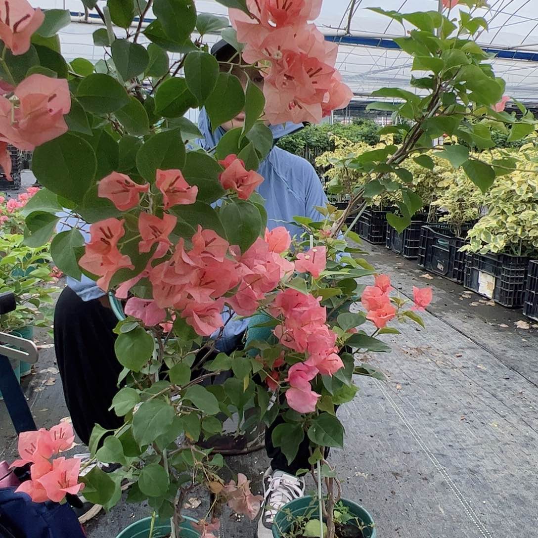 完全开放不甜西瓜一颗，不一定带花