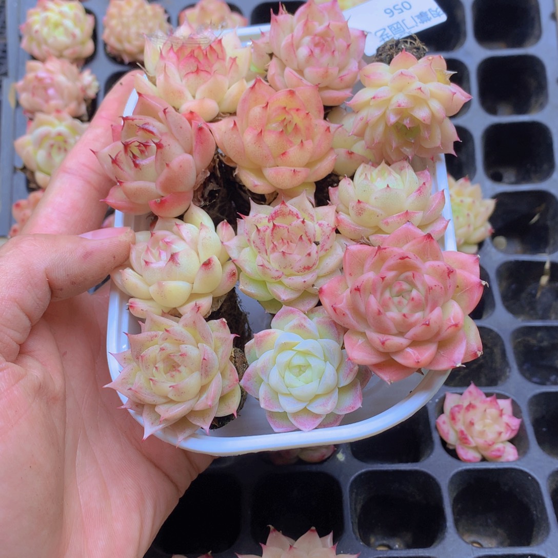 我要去看你了啊我056