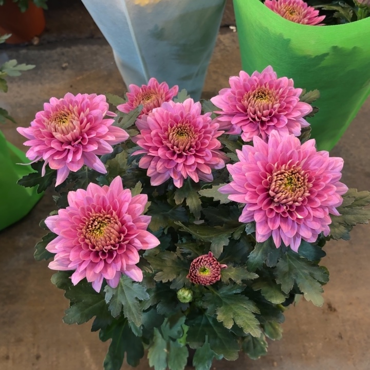 原盆原土｜香槟粉