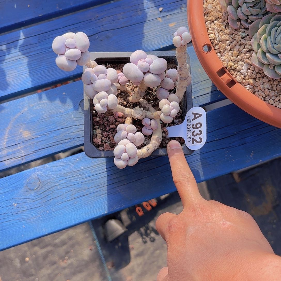 A932奶酪一物一一拍