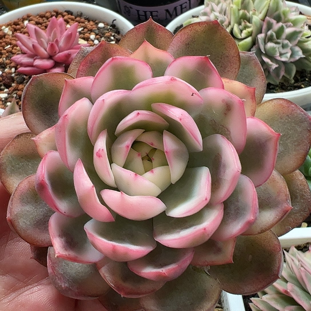 韩水晶锦多肉植物