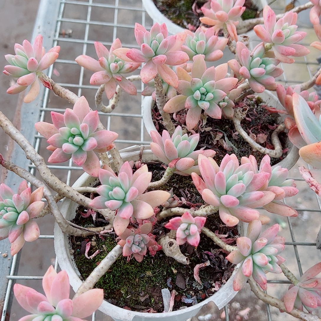 秋丽多头造型精品二盆