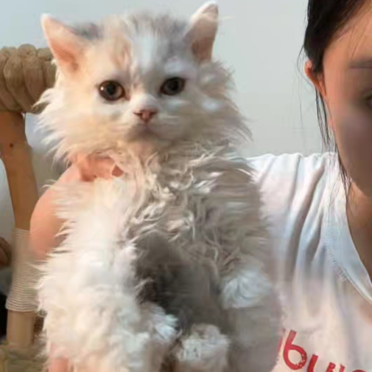 梵三花赛凯妹妹尾款链接