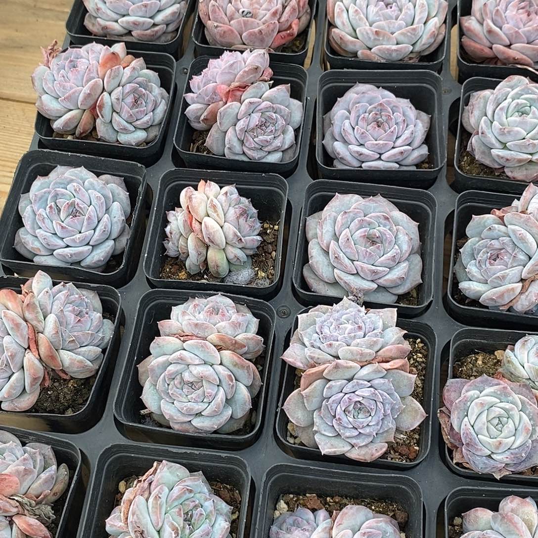 金汇园艺，67小冰魄混发