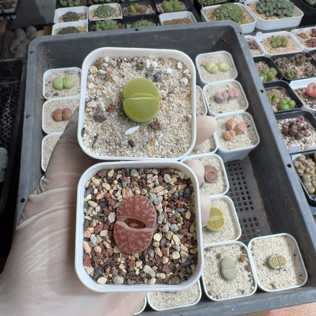 ****呀1222-016生石花花花