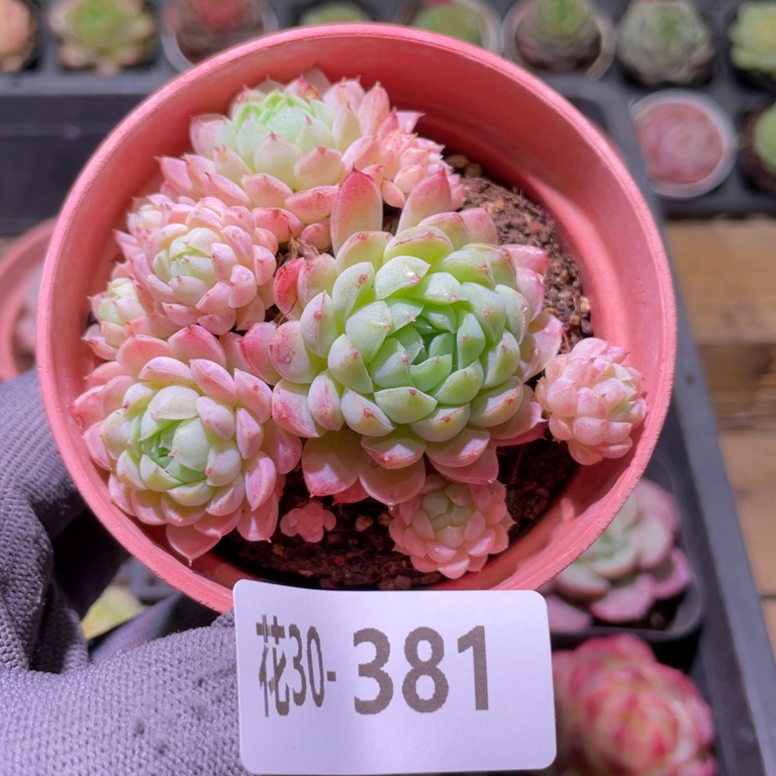 花利美30-381羊脂球