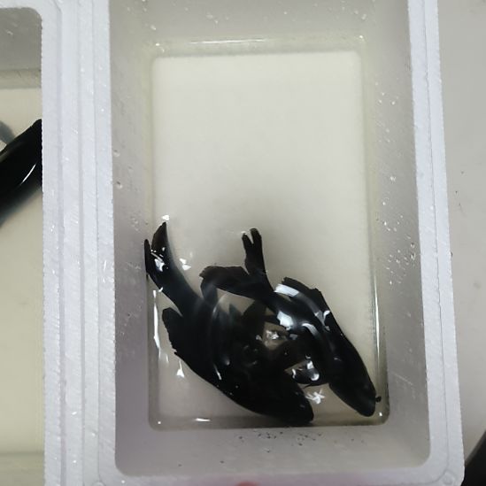 蝴蝶鲤鱼墨蝶大鳍大尾