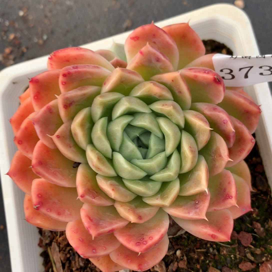 3732杂交多肉植物