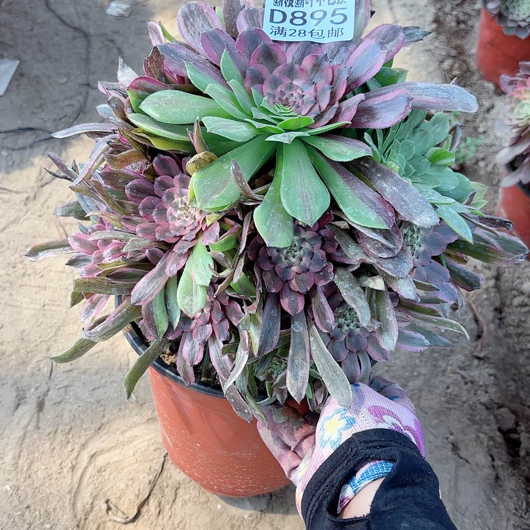 Q. 895花脸粉带多肉1111