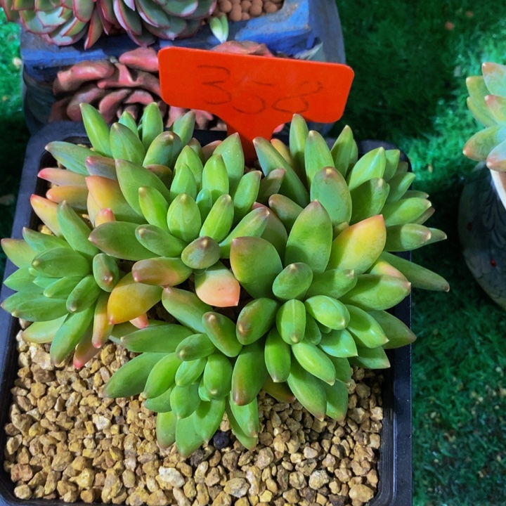 这么多小东西怎么这么