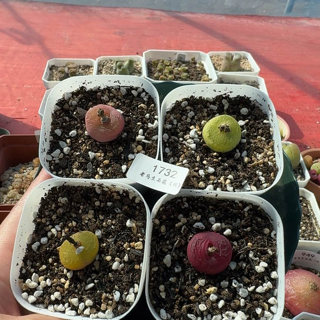 老马生石花蟠桃1732