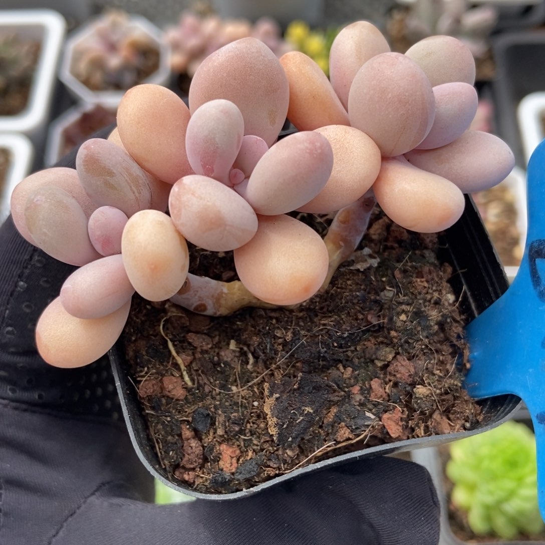849桃蛋多肉植物保护
