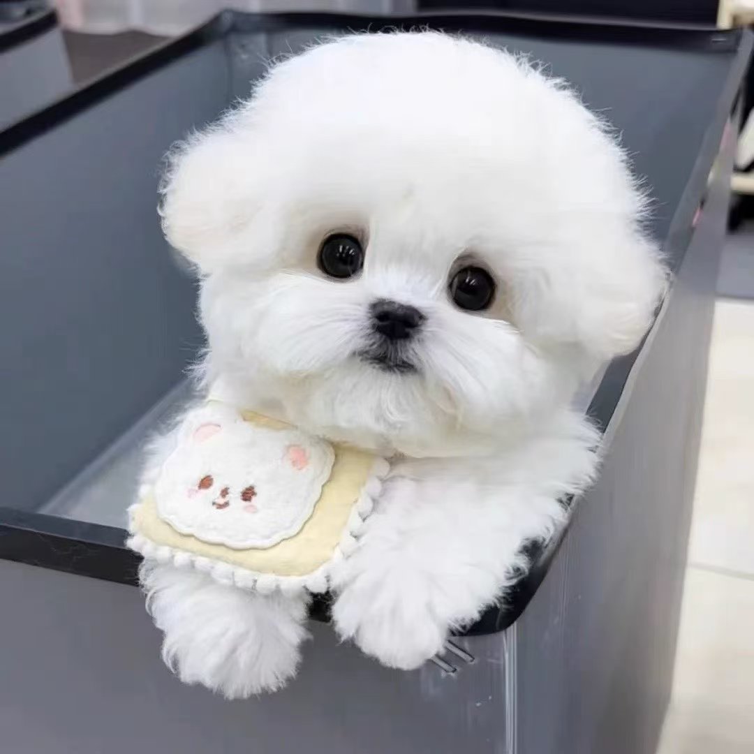 比熊宠物狗   柚子DD上海市