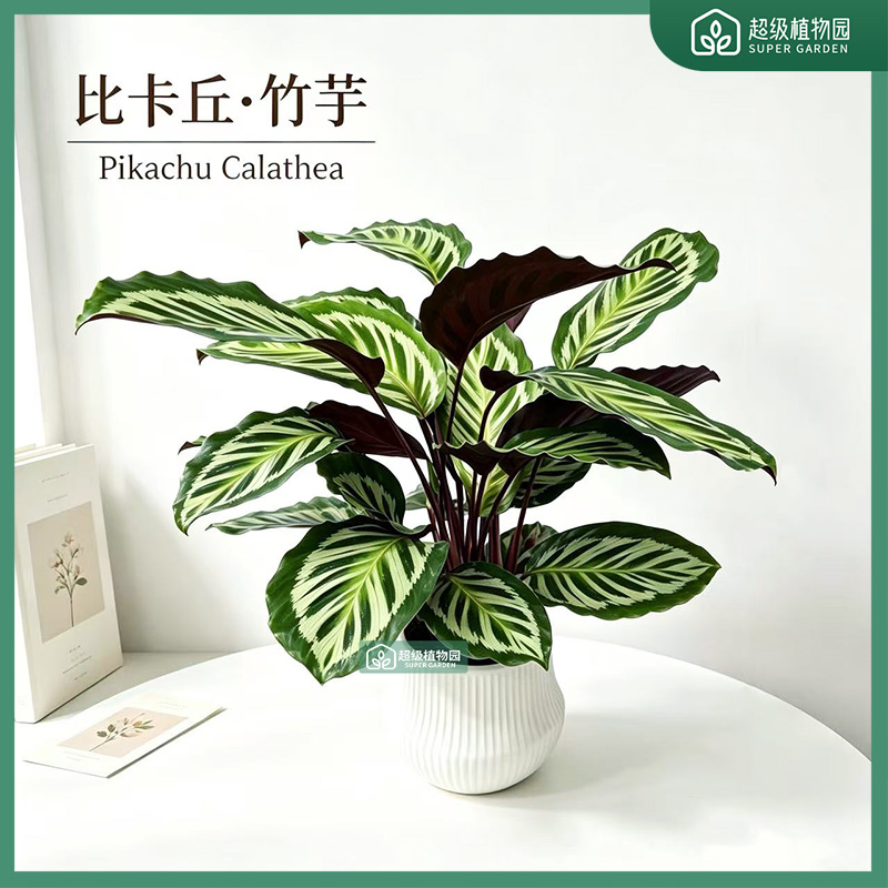 皮卡丘碧卡丘竹芋盆栽室内观叶植物客厅办公室好养净化空气绿植