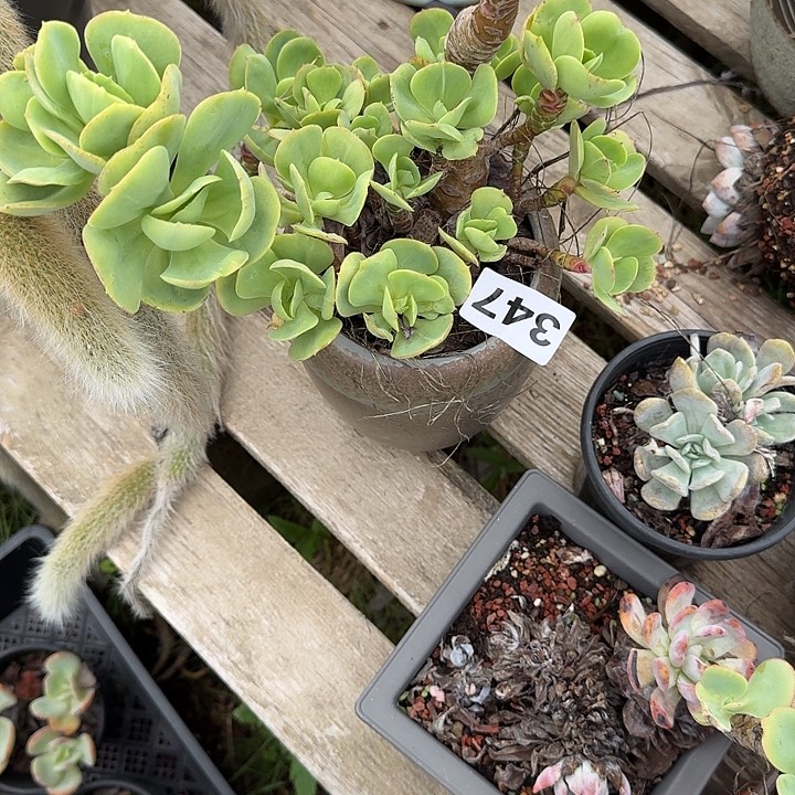 *****347多肉一个一物一拍