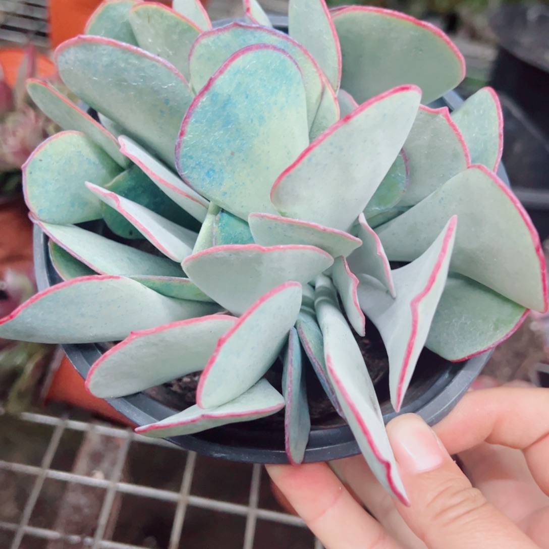 白眉多头群生，160杯