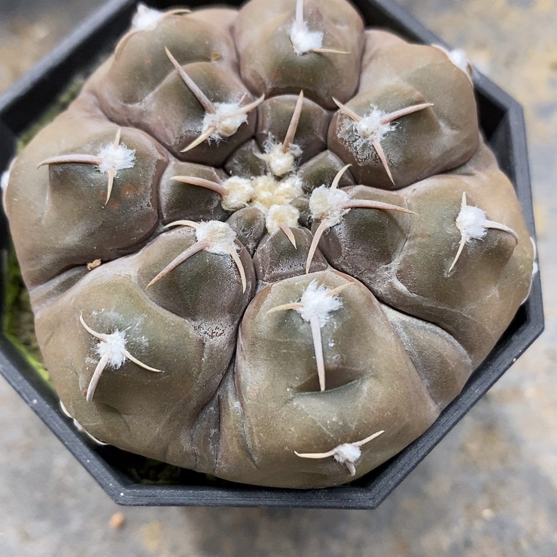 实生  铅皮6公分左右一物一拍