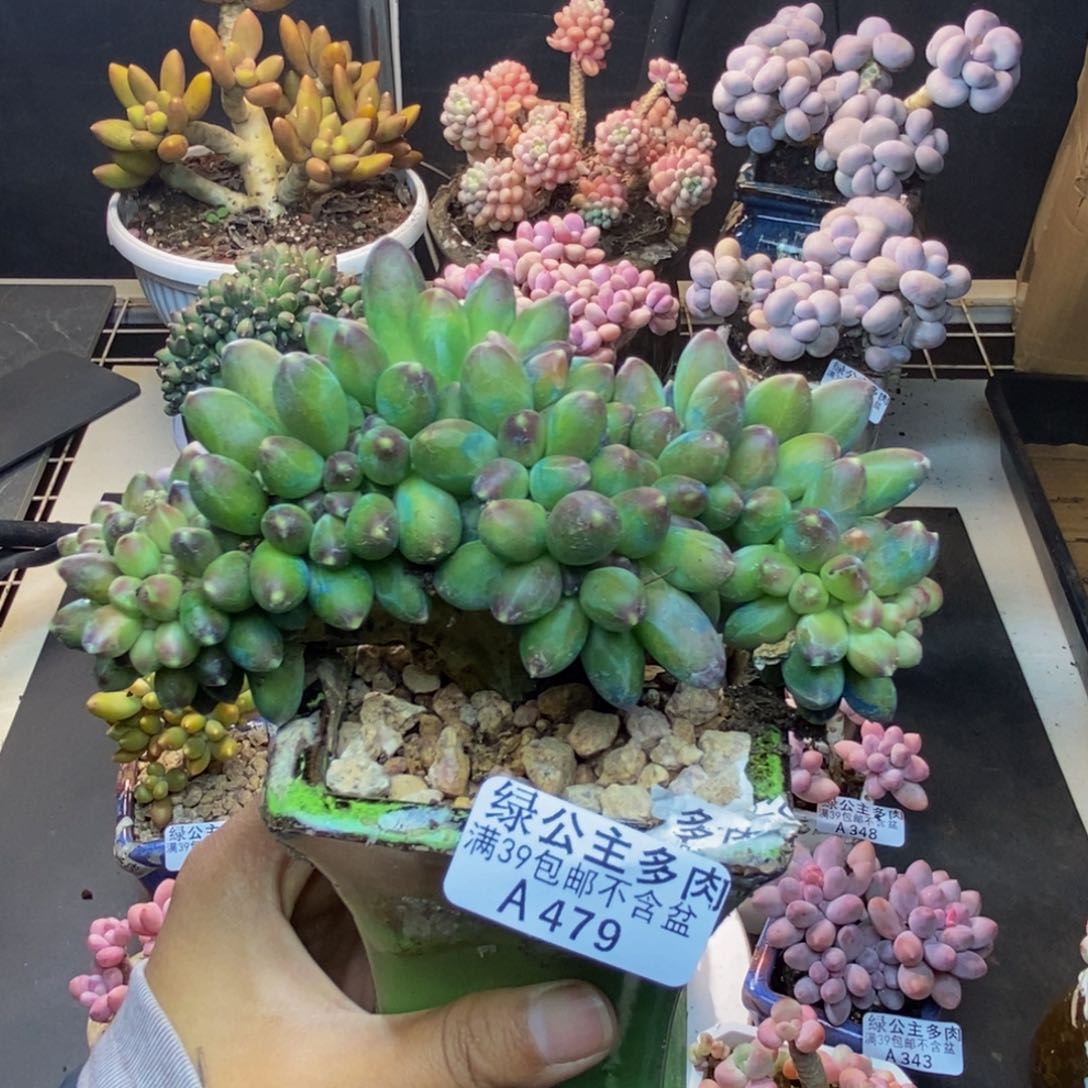 479香蕉树缀多肉10c m