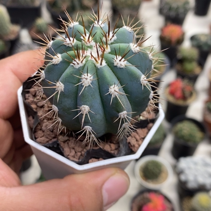 实生蓝云特价福利