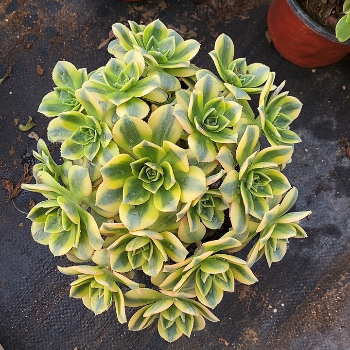 1568星爆多肉发货叶片有黑斑