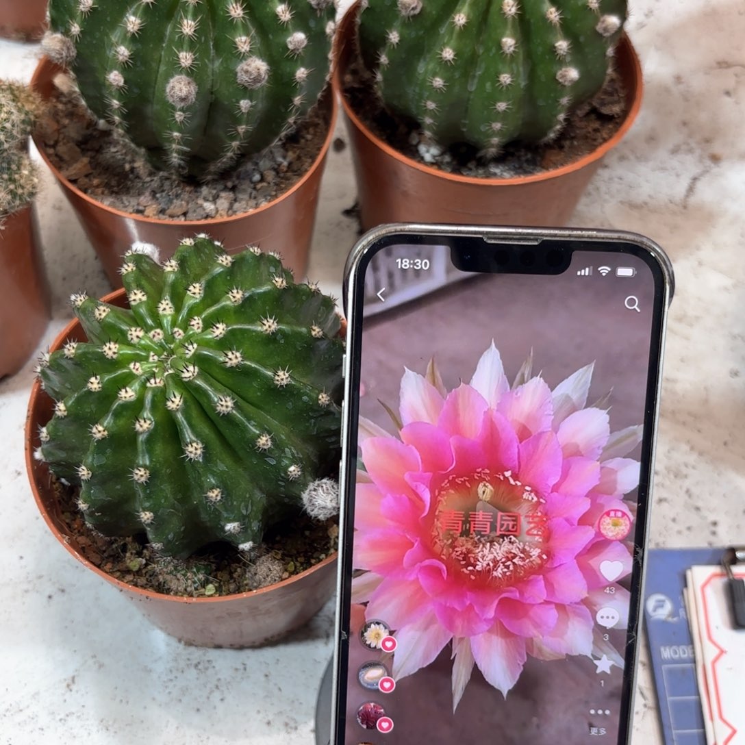 金刚桃花洛7公分左右