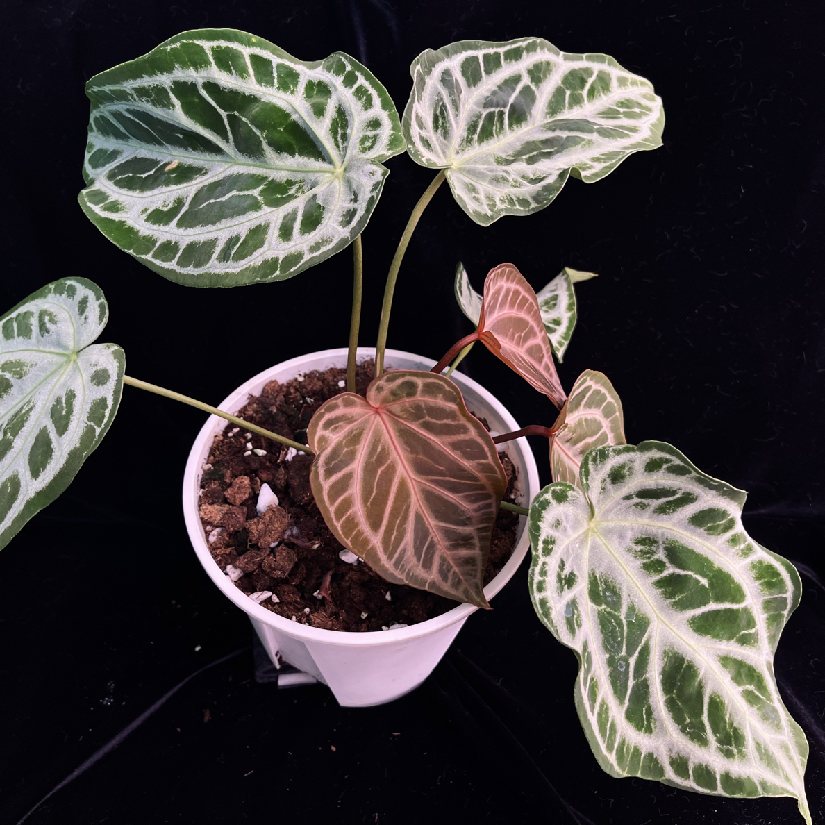 热植花烛/粉柠檬红母本