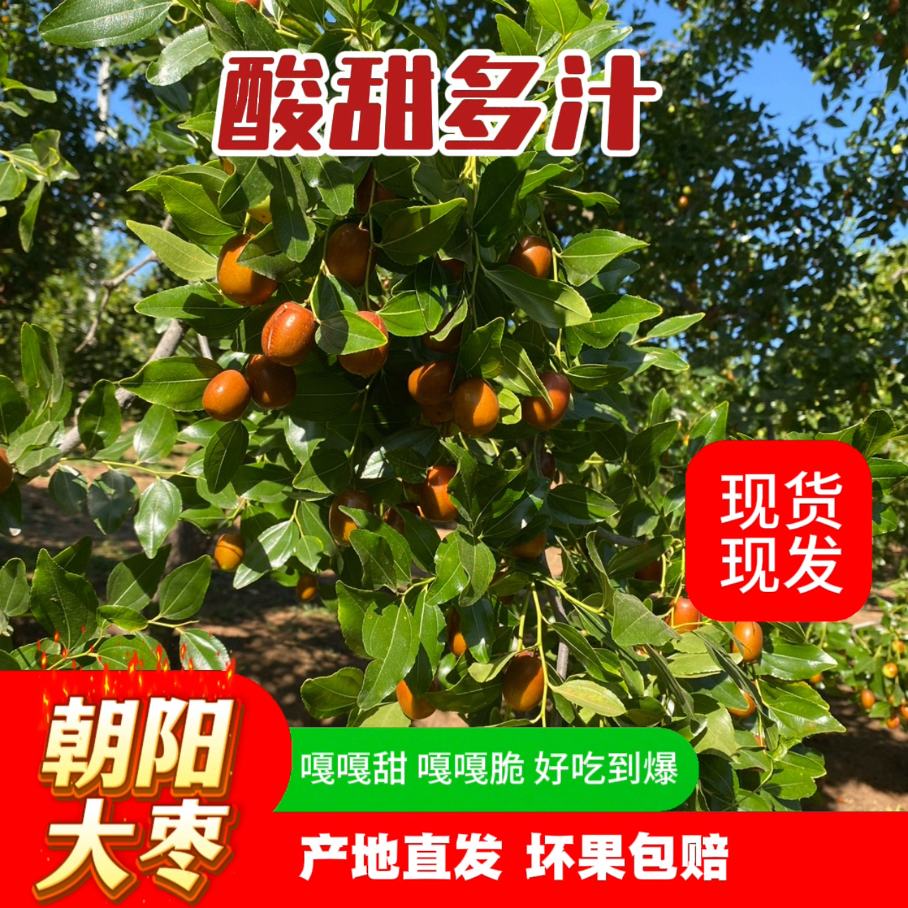 朝阳孙家湾大枣现摘现发酸甜酥脆儿时味道新鲜采摘一年一季尝鲜脆