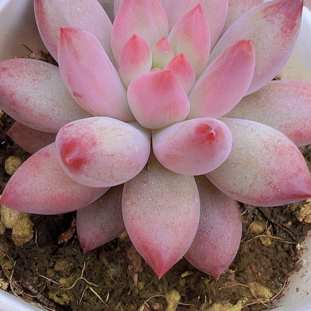 单头金鱼姬19包邮多肉