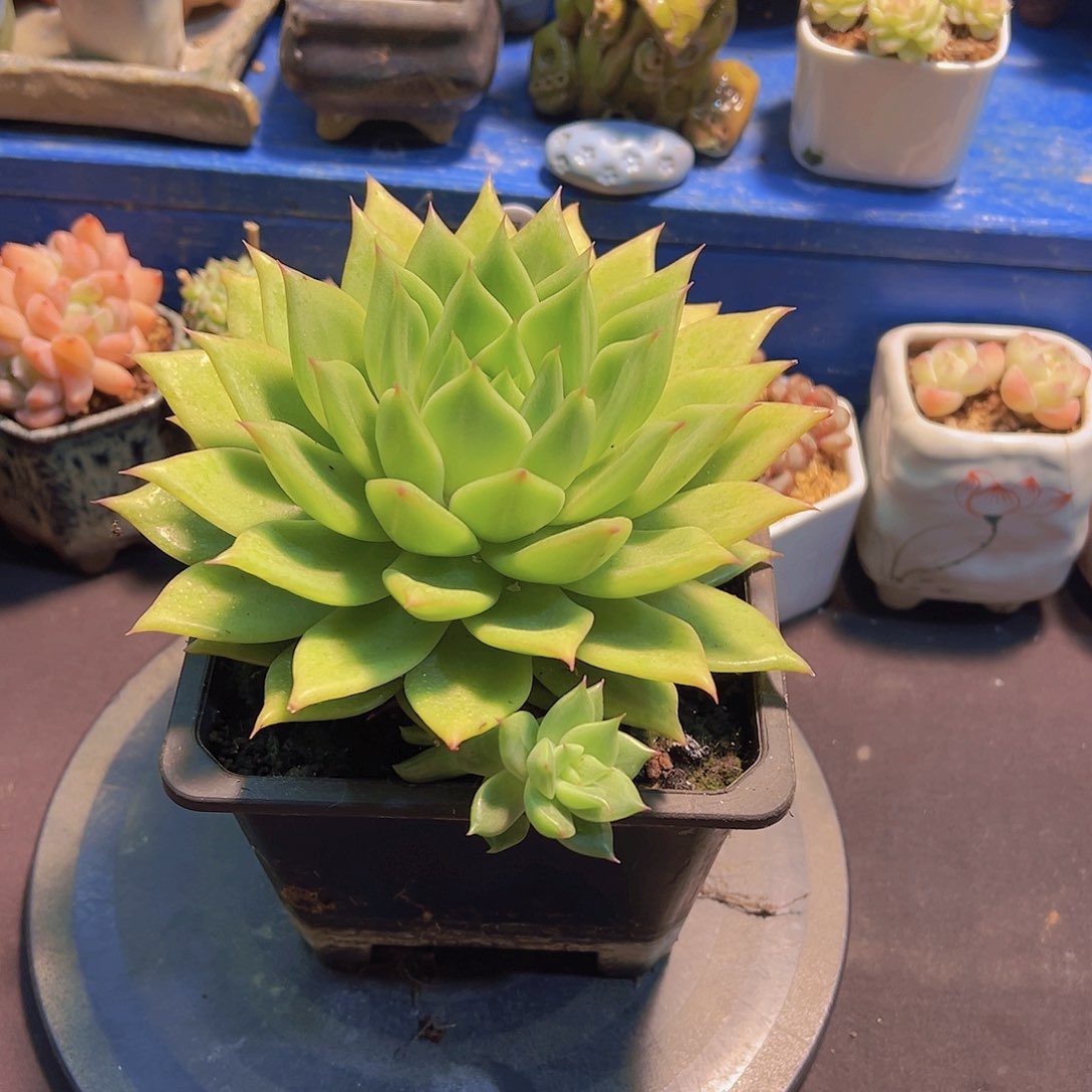 虎***战黄金系列，多肉植物，