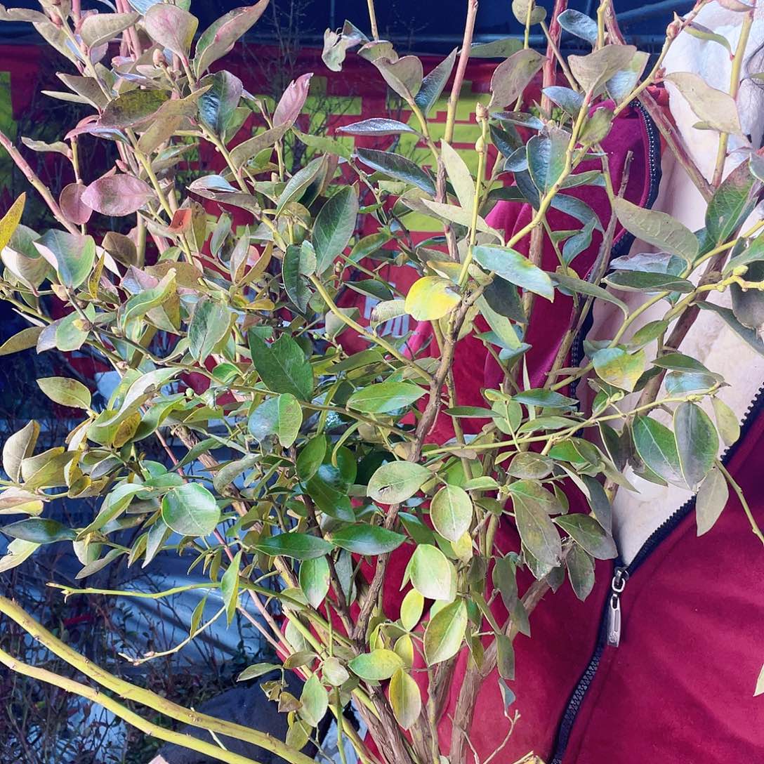 完全开放大果纯甜可口蓝莓