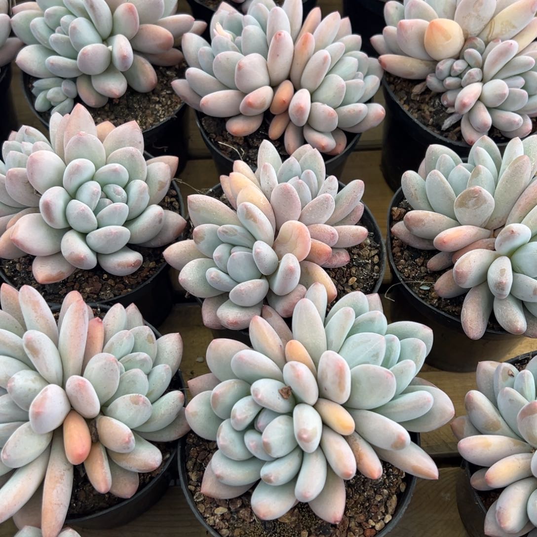 双头香水，福利多多！