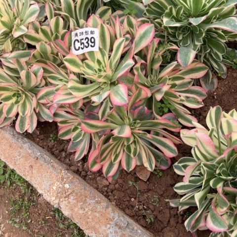 539女巫不包断枝