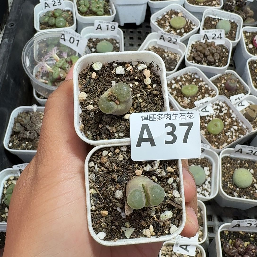 成***柜37多肉植物多肉植物