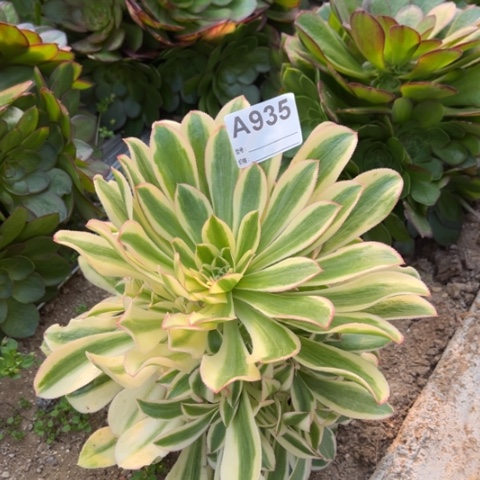 多肉植物宝石捷捧花