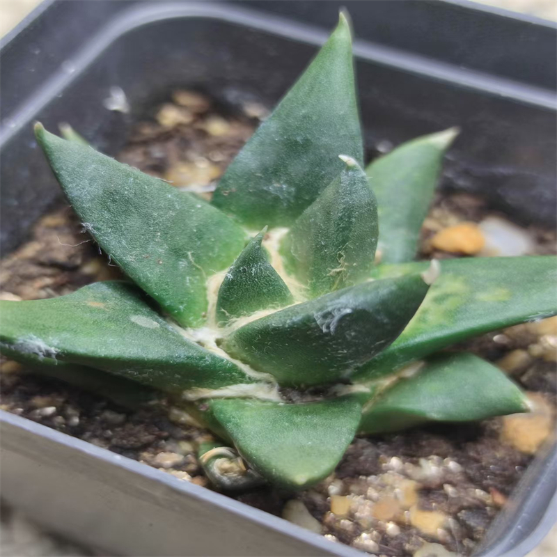 1126萌球多肉植物园  龙牙牡丹 自根 室内精品网红仙人球一物一拍