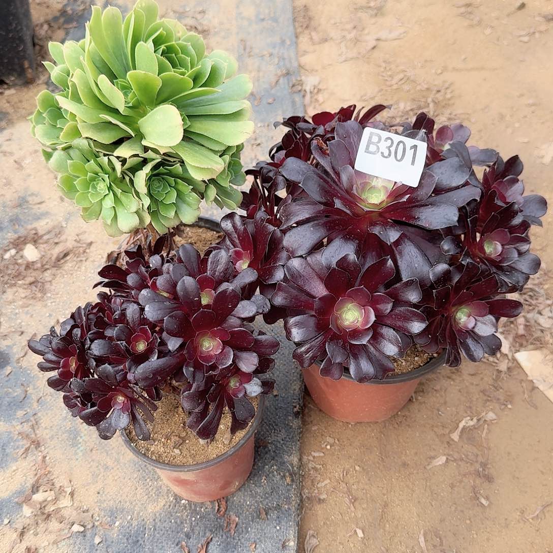 301绿欧紫共3颗呀呀