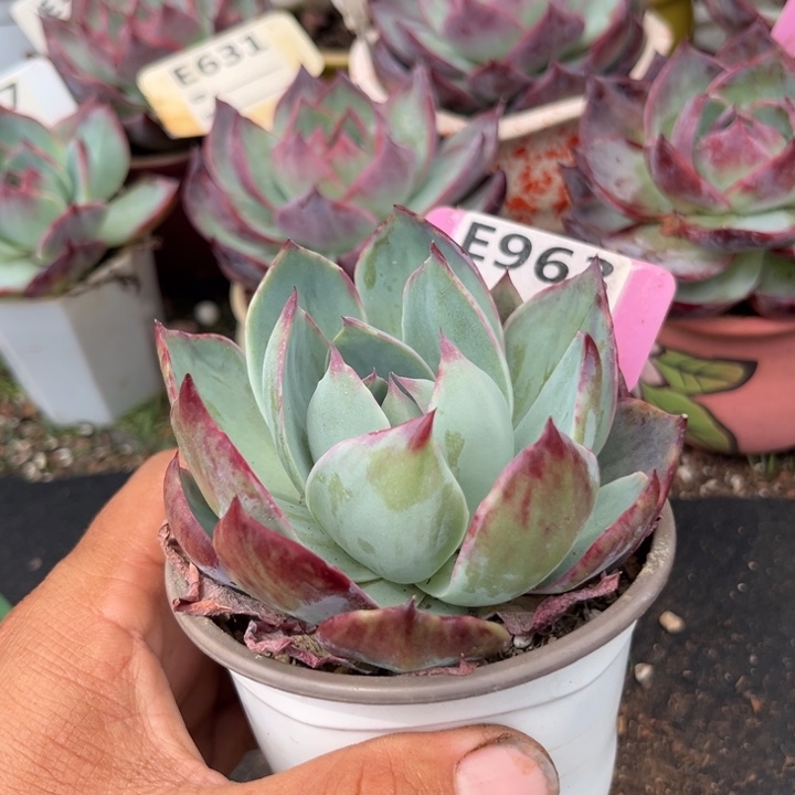 惊鸿一瞥多肉植物963